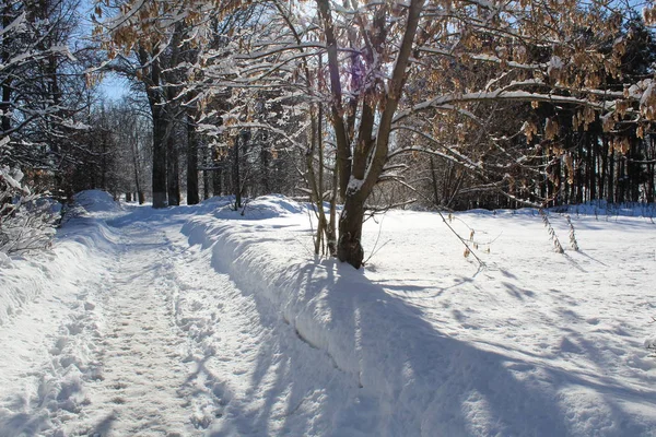 kar yolları bırak, buna kış orman / fotoğraf yolun, orman yolları. Kış mevsimindeyiz. Soğuk, soğuk, güneşli bir gün. Doğanın güzel manzara. Beyaz snow.country Rusya ağaçlarda.