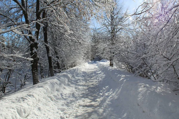 Strada Innevata Nella Foresta Invernale Foto Della Strada Sentieri Foresta — Foto Stock