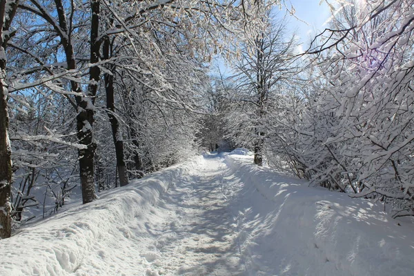 Strada Innevata Nella Foresta Invernale Foto Della Strada Sentieri Foresta — Foto Stock