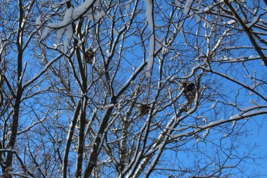 dallar, kuşların yuva Kuş yuvalarını ve mavi gökyüzü /photo ağaç branches.on, kışın ağacı dalları ve kar white.the sezon soğuk ve Ayaz winter.day zaman, güneşli hava, mavi sky.beautiful resim.