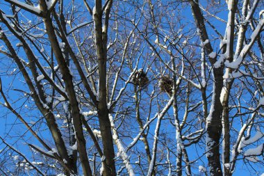 dallar, kuşların yuva Kuş yuvalarını ve mavi gökyüzü /photo ağaç branches.on, kışın ağacı dalları ve kar white.the sezon soğuk ve Ayaz winter.day zaman, güneşli hava, mavi sky.beautiful resim.