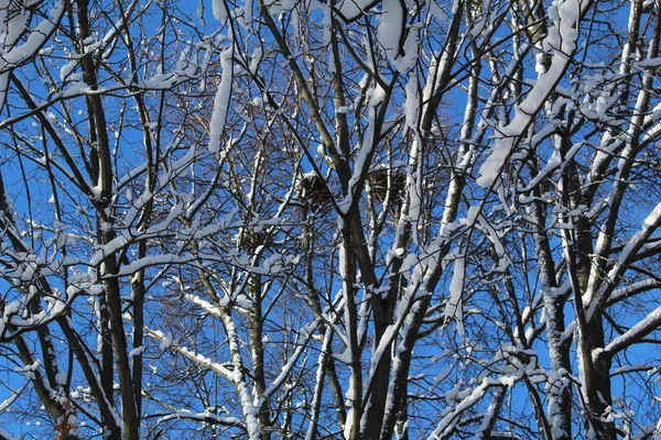 Galhos Árvores Inverno Com Ninhos Pássaros Céu Azul Foto Galhos — Fotografia de Stock