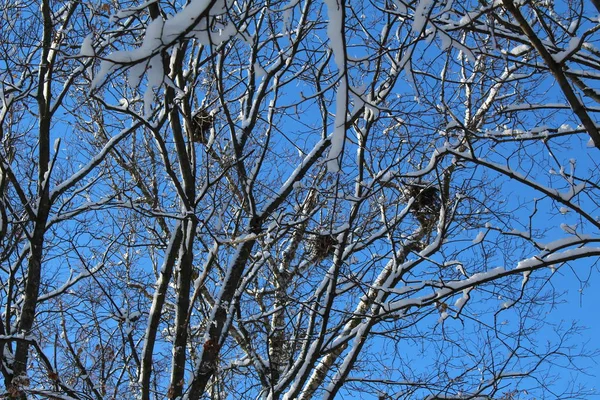 Rami Albero Inverno Con Nidi Uccelli Cielo Blu Foto Rami — Foto Stock