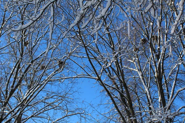 Galhos Árvores Inverno Com Ninhos Pássaros Céu Azul Foto Galhos — Fotografia de Stock