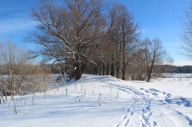 kar yolları bırak, buna kış orman / fotoğraf yolun, orman yolları. Kış mevsimindeyiz. Soğuk, soğuk, güneşli bir gün. Doğanın güzel manzara. Beyaz snow.country Rusya ağaçlarda.
