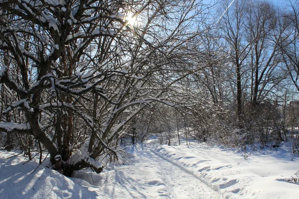 冬の森の雪の道路 道路の写真 森へのパス 季節は冬です 冷たい 冷たい 晴れた日 自然の美しい風景 Snow Country — ストック写真