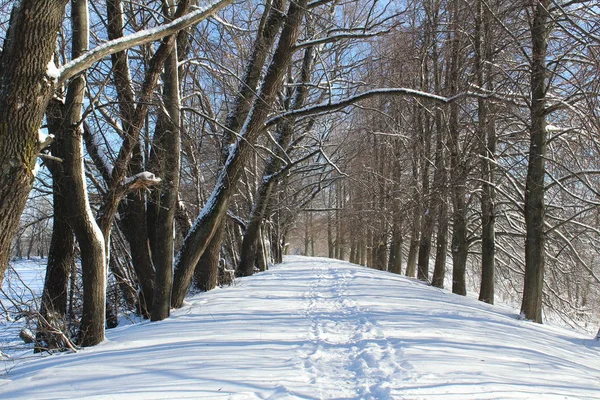 Snow Road Winter Forest Photo Road Paths Forest Season Winter Stock Photo