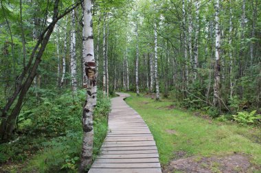 Orman ahşap yolu / Hiking.time yıl yaz, morning.the orman rahatlığı için insanlar tarafından inşa forest.track ahşap bir yolunu fotoğrafı Perm Krayı, Russia.beautiful sahne yer alan.