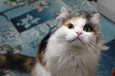 kedi gözleri / fotoğraf güzel cats.the göz large,intelligent.wool farklı colors,white,red,black.the kürk mi tri-colored.the evde beslenen hayvan görünüyor dikkatle.