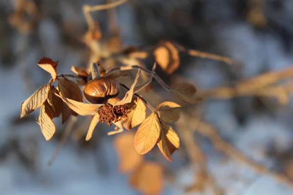 Kuşburnu Kış Fotoğraf Kış Sezon Ile Şube Kuşburnu Bitkisinin Dallarda — Stok fotoğraf