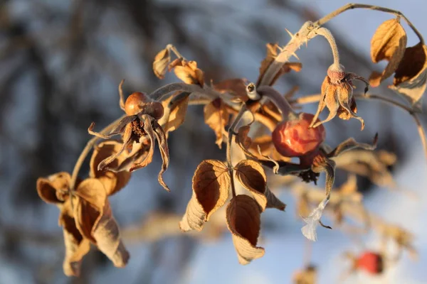 Ramo Com Rosa Mosqueta Inverno Estação Foto Inverno Nos Ramos — Fotografia de Stock