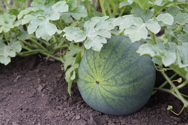 watermelon, melon, fruit, berry, growing, green, delicious, field, agriculture, crop, foliage, stems, one, summer, season, open, flora, plant, nature, close-up, oblong, oval,