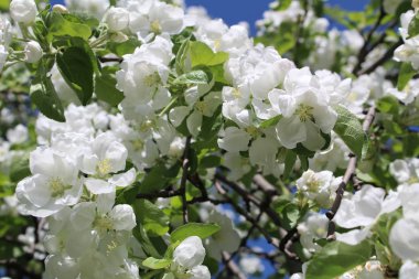 Apple çiçek açan ağaç bahar / fotoğraf tomurcukları beyaz çiçek açan bir elma tree.a çok. ağaç dalları Apple.time yıl Bahar, day.beautiful doğa bahçeleri.