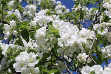 Apple çiçek açan ağaç bahar / fotoğraf tomurcukları beyaz çiçek açan bir elma tree.a çok. ağaç dalları Apple.time yıl Bahar, day.beautiful doğa bahçeleri.