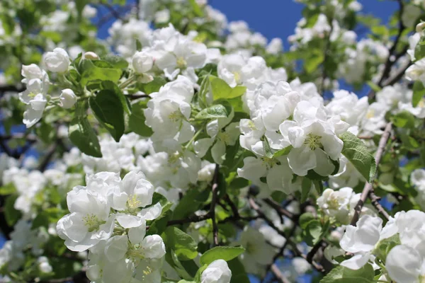 Apple Bloeiende Boom Het Voorjaar Foto Van Bloeiende Apple Tree — Stockfoto