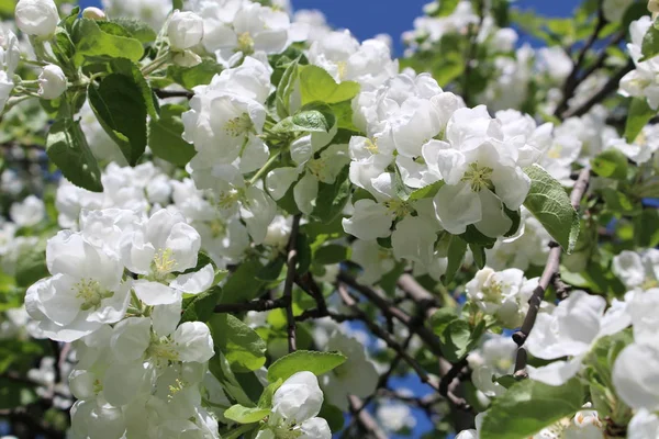 Apple çiçek açan ağaç bahar / fotoğraf tomurcukları beyaz çiçek açan bir elma tree.a çok. ağaç dalları Apple.time yıl Bahar, day.beautiful doğa bahçeleri.