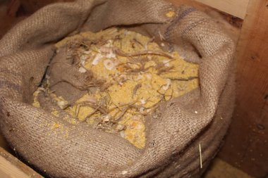 darı çabucak bir şeyler saklayan çuval bezi çanta açın / açık çanta çuval bezi, kahverengi fotoğraf. buğday içerir. darı tahıl. üzerinden hazırlamak için lezzetli, kullanışlı çanta.