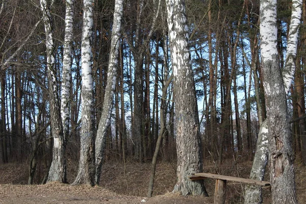 the trees in the forest in early spring, and a bench / photo of the forest in early spring.birch and other trees without leaves.the ground is brown with dry grass.between the trees the wooden bench.in the forest day,Sunny weather.