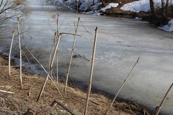 ice melts in the river in early spring / photo of the river, lake.spring time.in the pond ice.the ice melted off the coast.on the shore and in the water the dry grass and leaves. in water reflection .Sunny day.