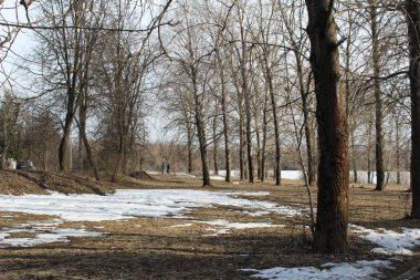 erken baharda orman/fotoğraf ormanları erken baharda. beyaz kar işleri yatıyor. kar eritilmiş, orada kuru, kahverengi çim ve ağaçlar yaprakları. yaprakları olmayan gri ağaçlar. doğanın yeniden doğuşu sezonu.