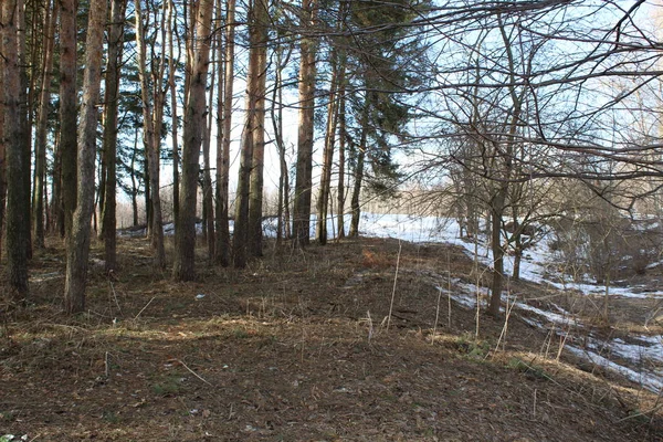 Wald Frühen Frühling Foto Wälder Frühen Frühling Liegt Weißer Schnee — Stockfoto