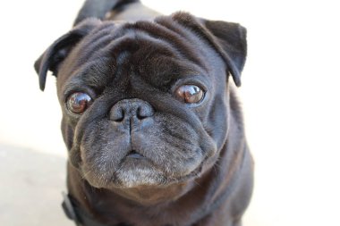 Pug beyaz arka plan/yakın çekim fotoğrafı önünde pug. köpek bir safkan. ceket siyah. kulakları asılı. büyük gözleri var. özenli bir bakışta. Akıllı köpek. Sevimli Pet.