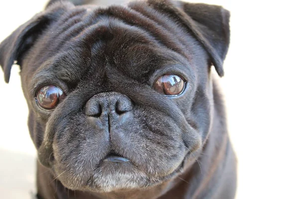 Pug beyaz arka plan/yakın çekim fotoğrafı önünde pug. köpek bir safkan. ceket siyah. kulakları asılı. büyük gözleri var. özenli bir bakışta. Akıllı köpek. Sevimli Pet.