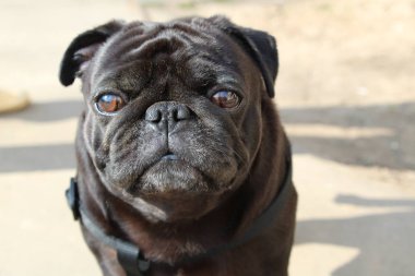 beyaz bir arka plan / siyah bir köpek fotoğrafı.doğurmak pug.köpek düz görünüyor.gözleri büyük.köpek adamın en iyi arkadaşıdır.bu bir evcil hayvan.sokakta yürüyüş köpek.