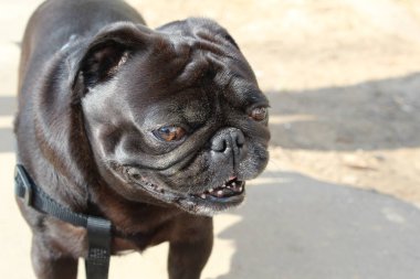 bir yürüyüş yakın çekim / fotoğraf pug için köpek pug. Köpek küçük, iyi beslenmiş. evcil hayvan ceket siyah, kısa var. Sokakta bir köpek var, kaldırımda. gözleri kapalı. Isı kırmızı bir dil dışarı sopa olacak.bahar zamanı.öğleden sonra yürümek.