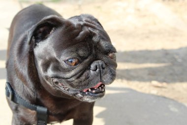 bir yürüyüş yakın çekim / fotoğraf pug için köpek pug. Köpek küçük, iyi beslenmiş. evcil hayvan ceket siyah, kısa var. Sokakta bir köpek var, kaldırımda. gözleri kapalı. Isı kırmızı bir dil dışarı sopa olacak.bahar zamanı.öğleden sonra yürümek.