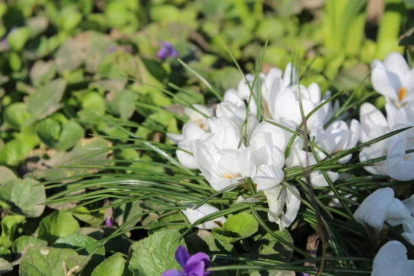 white and blue small flowers on among the greenery in the garden in the spring / photo of flowers. some white crocuses.little blue flowers.there are a lot of low green plants.beautiful nature in spring.