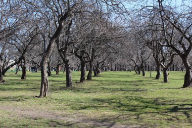 Şehirde ilkbaharda elma bahçesi / fotoğraf Apple orchard.sezon erken ilkbahar.yapraksız bahçede ağaçlar. Elma ağaçları düz sıralar halinde düzenlenmiştir.çimzaten yeşil.güneşli hava.güzel manzara.