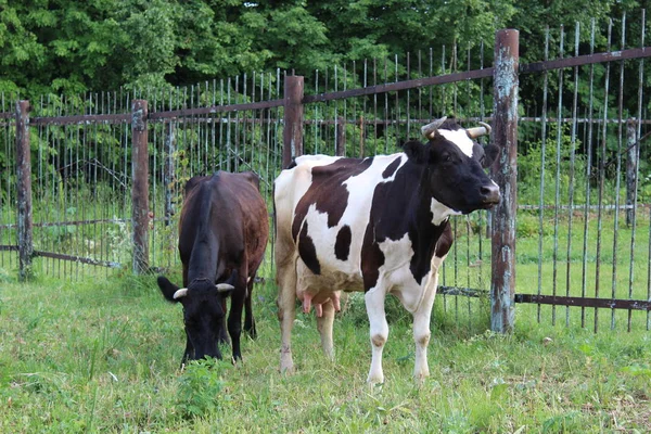 Vacas Pastan Pueblo Dos Vacas Pastan Campo Pueblo Verano Hierba — Foto de Stock