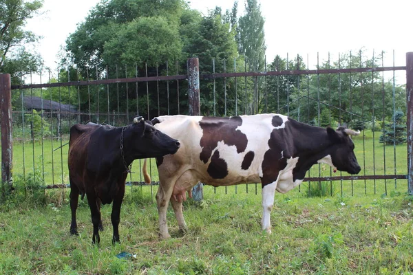 Kühe Grasen Dorf Zwei Kühe Grasen Auf Dem Land Dorf — Stockfoto