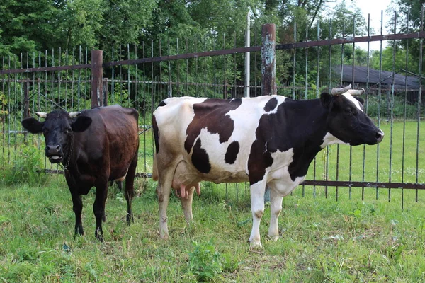 Vacas Pastan Pueblo Dos Vacas Pastan Campo Pueblo Verano Hierba — Foto de Stock