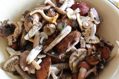 mantar hasat / farklı mantar çok sayıda fotoğraf.yenilebilir mantar toplama yaz sezonu.