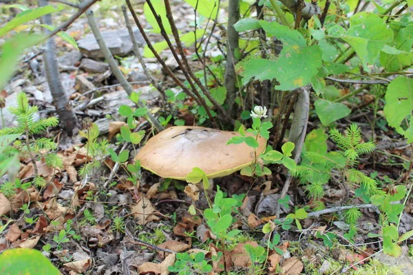 Paddestoel Boletus Onder Amandelboom Photo Eetbare Paddenstoel Van Boletus Paddestoel — Stockfoto