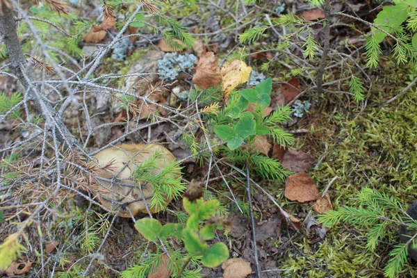 Gombát Fűben Fotó Gomba Zöld Gomba Ehető Nyári Idő Meleg — Stock Fotó