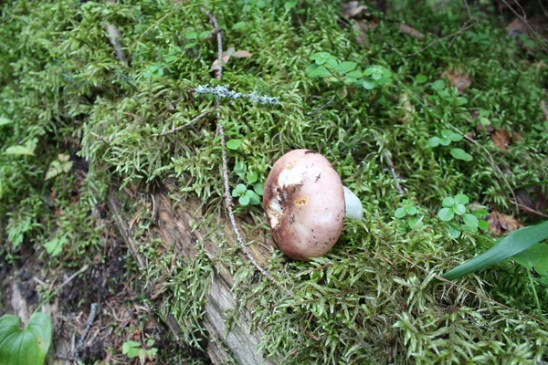 Paddestoel Het Gras Foto Van Paddestoel Het Groene Gras Paddestoel — Stockfoto