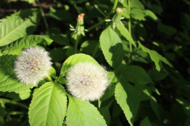 yeşil yaprakların arka planında karahindiba / karahindiba fotoğrafı .bir paraşütün beyaz kabarık tohumları.çiçek gibi bir top.arka planda çalıların yeşil yaprakları