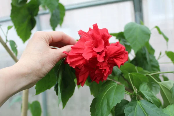 自宅で育つ赤いバラの写真 クローズアップ バラの赤 大きく 美しい 大きな緑の花の葉を手にバラ — ストック写真