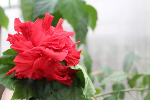 自宅で育つ赤いバラの写真 クローズアップ バラの赤 大きく 美しい 花の葉が大きく 緑の家の植物 — ストック写真