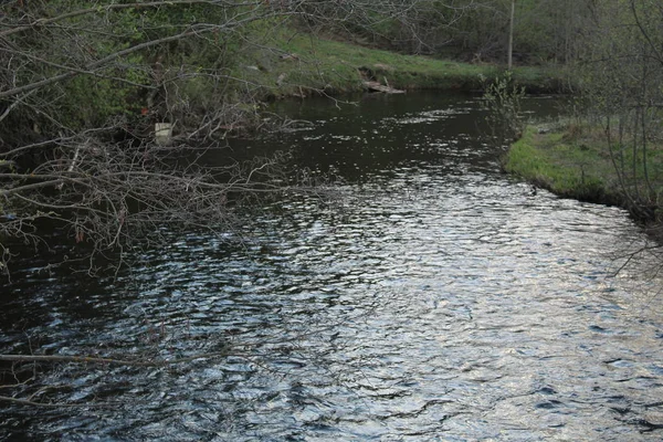 Rivière Dans Les Bois Photo Paysage Rivières Forêts Une Rivière — Photo