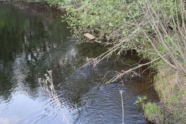 river in the woods/ photo of landscape of rivers and forests.a river with a fast current.on Bank green the grasses and trees.spring time.weather is warm.