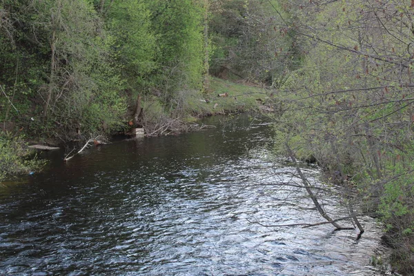 Floden Skogen Foto Landskap Floder Och Skogar Flod Med Snabb — Stockfoto