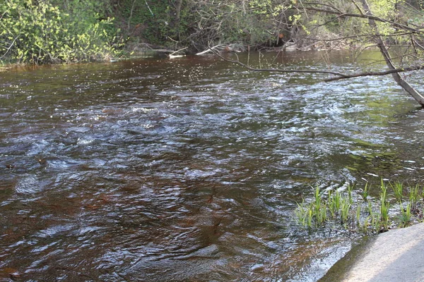 树林中的河流 河流和森林景观的照片 一条水流湍急的河流 在河岸上绿草如茵的草和树木 春天时间 天气温暖 — 图库照片