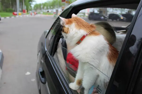 Photo Cat Car Looks Out Window Road Cat Car She — стоковое фото