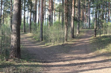 çam ormanına giden yol / foto çam ormanı.kumlu bir yol ona çıkıyor.yaprak dökmeyen ağaçların ormanı.çamların iğneleri yeşil.çam gövdeleri kahverengi ve büyük.yerde koniler.çimenyeşil.yılın ilkbahar zamanı,yaz.güneşli hava.beau