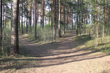 çam ormanına giden yol / foto çam ormanı.kumlu bir yol ona çıkıyor.yaprak dökmeyen ağaçların ormanı.çamların iğneleri yeşil.çam gövdeleri kahverengi ve büyük.yerde koniler.çimenyeşil.yılın ilkbahar zamanı,yaz.güneşli hava.beau