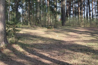 çam ormanına giden yol / foto çam ormanı.kumlu bir yol ona çıkıyor.yaprak dökmeyen ağaçların ormanı.çamların iğneleri yeşil.çam gövdeleri kahverengi ve büyük.yerde koniler.çimenyeşil.yılın ilkbahar zamanı,yaz.güneşli hava.beau